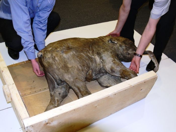 Frozen baby mammoth, Russia