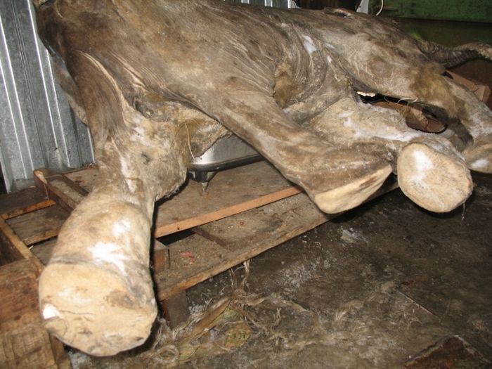 Frozen baby mammoth, Russia