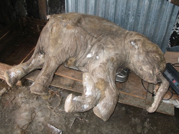 Frozen baby mammoth, Russia