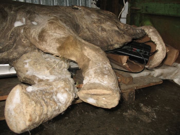 Frozen baby mammoth, Russia