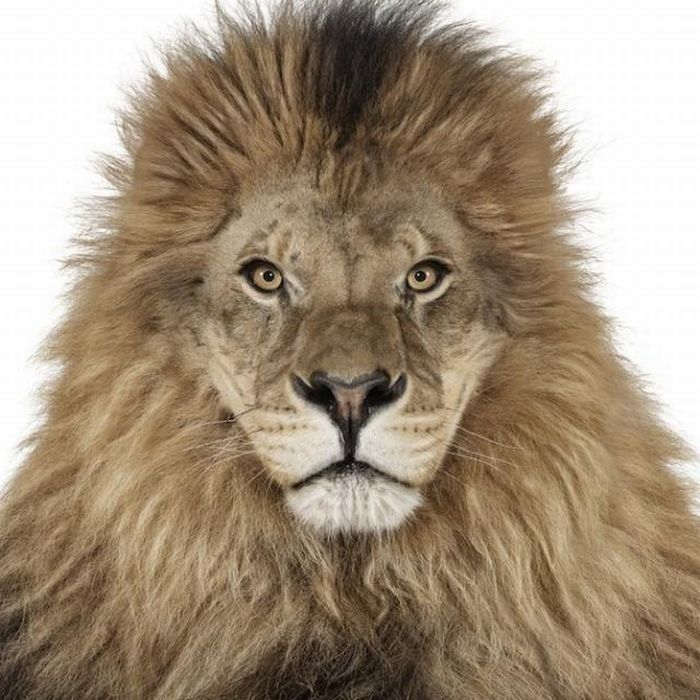 Animal portrait by Andrew Zuckerman