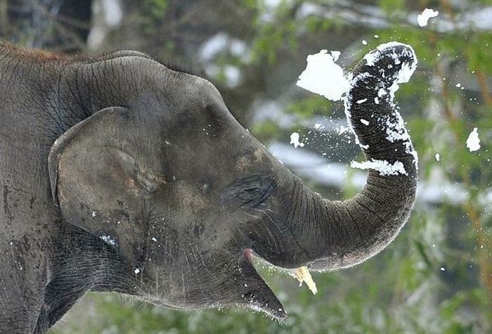 Elephants playing in snow, Berlin ZOO, Germany