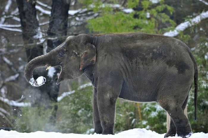 Elephants playing in snow, Berlin ZOO, Germany