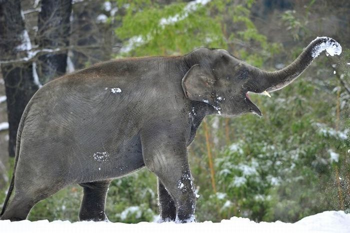 Elephants playing in snow, Berlin ZOO, Germany