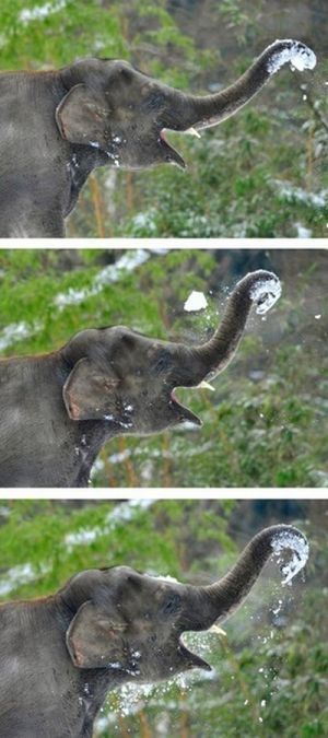 Elephants playing in snow, Berlin ZOO, Germany