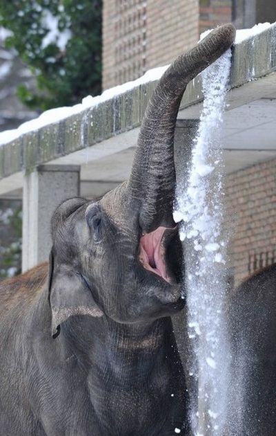 Elephants playing in snow, Berlin ZOO, Germany