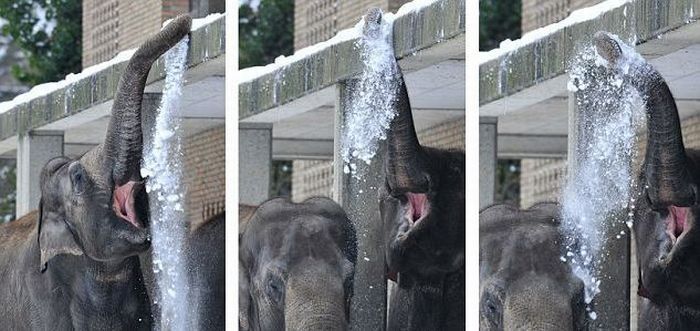 Elephants playing in snow, Berlin ZOO, Germany