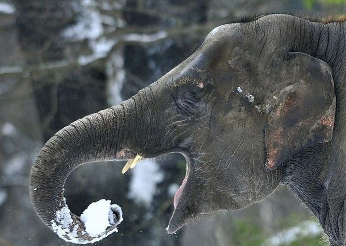 Elephants playing in snow, Berlin ZOO, Germany