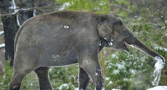 Elephants playing in snow, Berlin ZOO, Germany