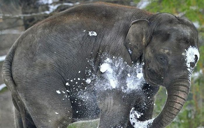 Elephants playing in snow, Berlin ZOO, Germany