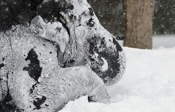 Elephants playing in snow, Berlin ZOO, Germany