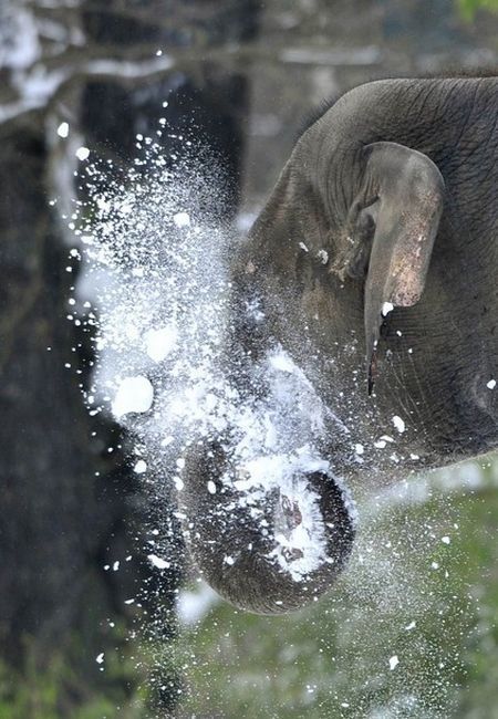 Elephants playing in snow, Berlin ZOO, Germany