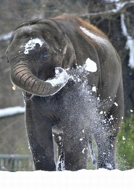 Elephants playing in snow, Berlin ZOO, Germany