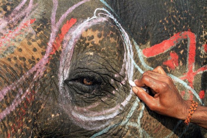 Elephant beauty pageant, Chitwan district, Nepal