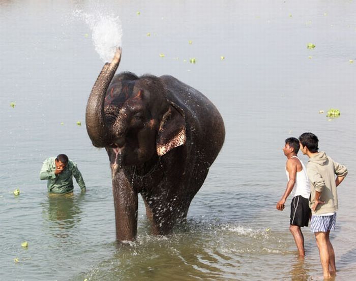 Elephant beauty pageant, Chitwan district, Nepal