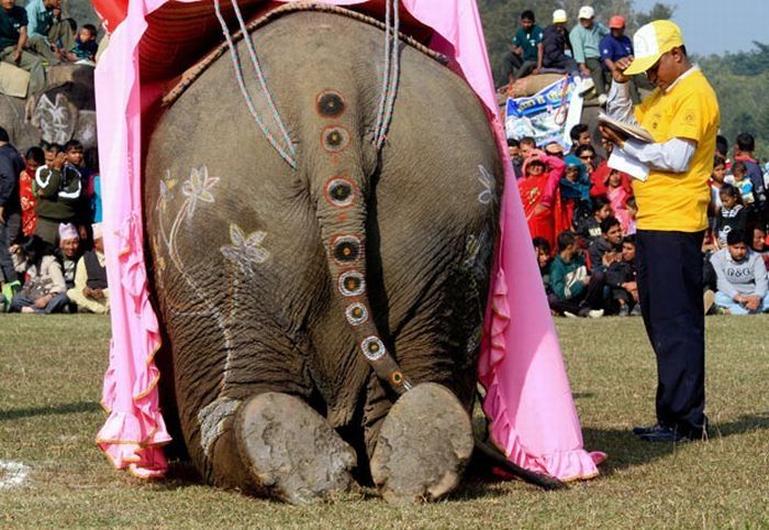 Elephant beauty pageant, Chitwan district, Nepal