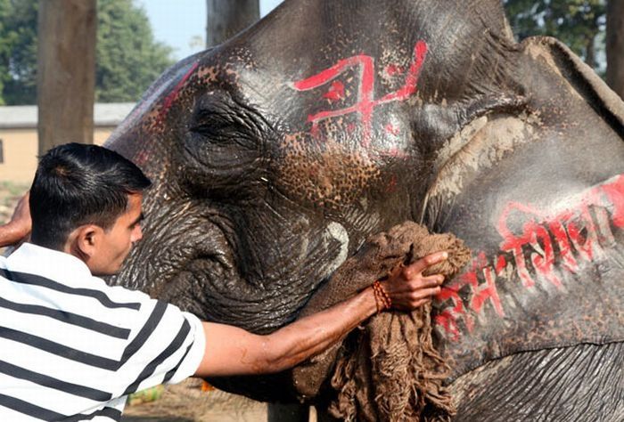 Elephant beauty pageant, Chitwan district, Nepal