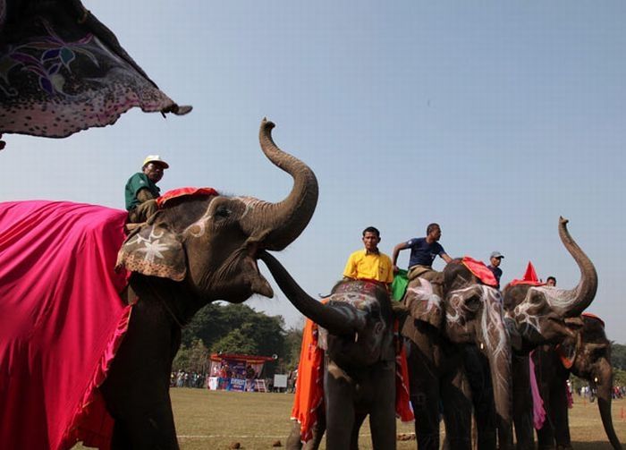 Elephant beauty pageant, Chitwan district, Nepal