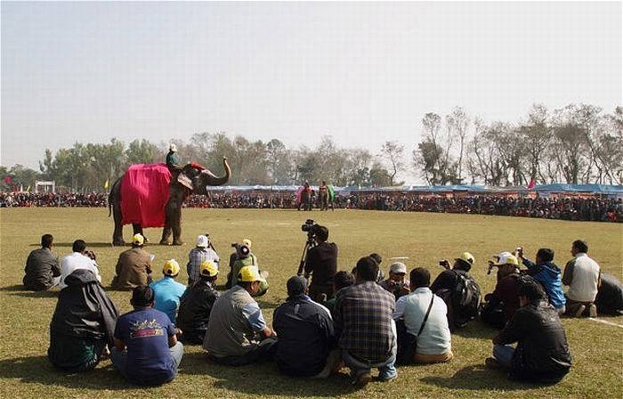 Elephant beauty pageant, Chitwan district, Nepal