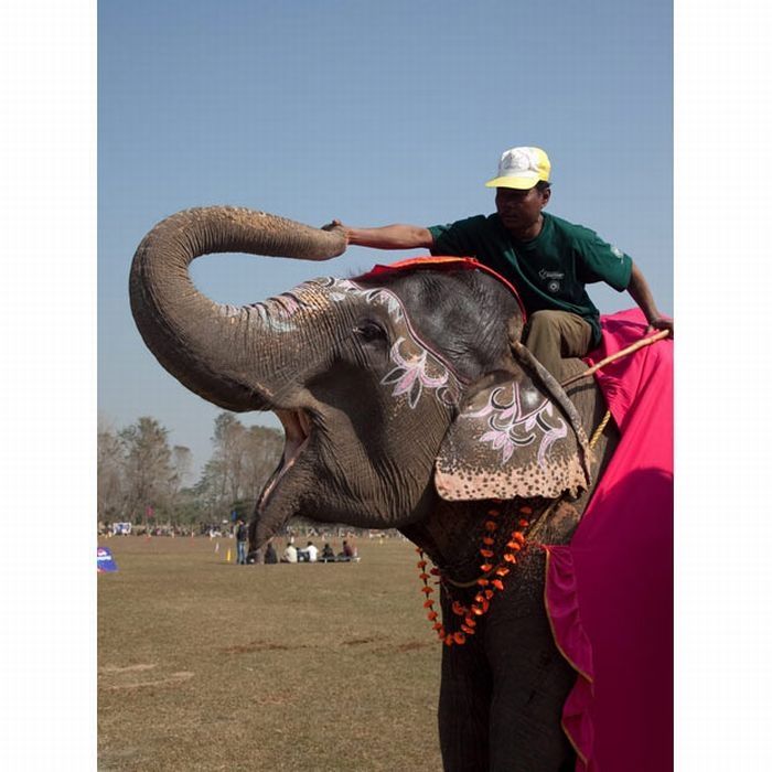Elephant beauty pageant, Chitwan district, Nepal