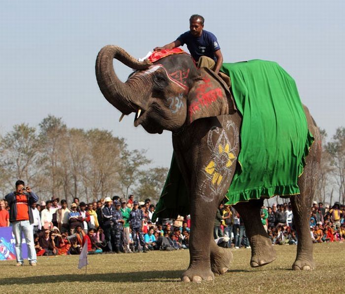 Elephant beauty pageant, Chitwan district, Nepal