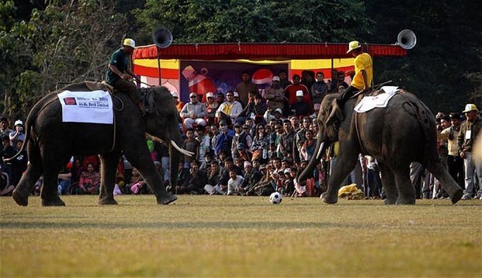 Elephant beauty pageant, Chitwan district, Nepal