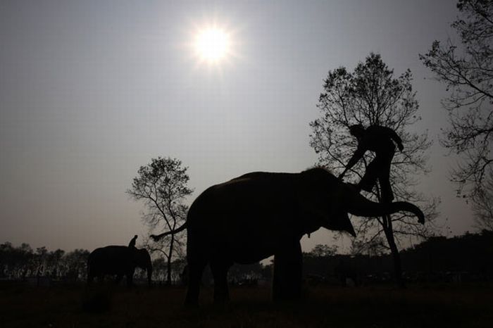 Elephant beauty pageant, Chitwan district, Nepal