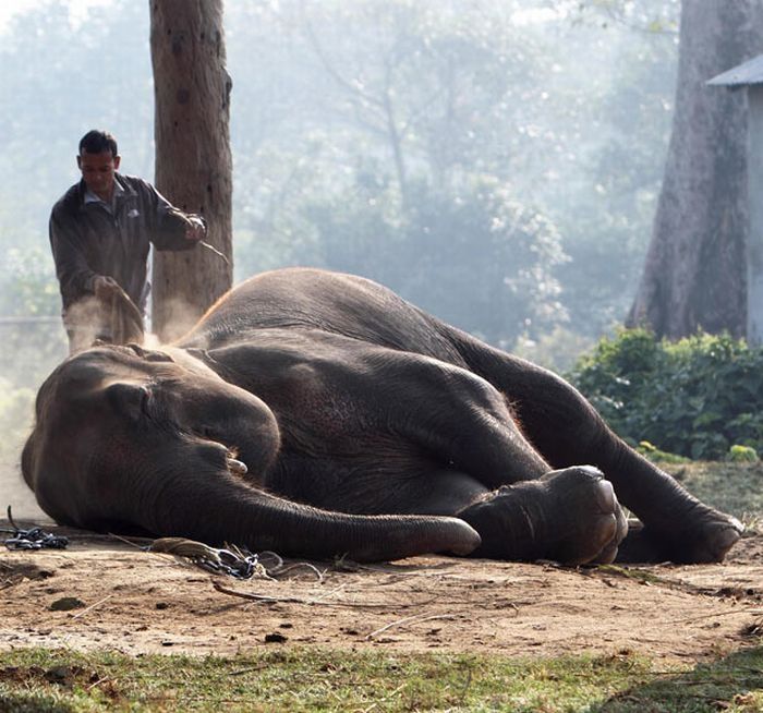 Elephant beauty pageant, Chitwan district, Nepal