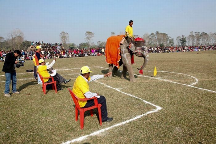 Elephant beauty pageant, Chitwan district, Nepal