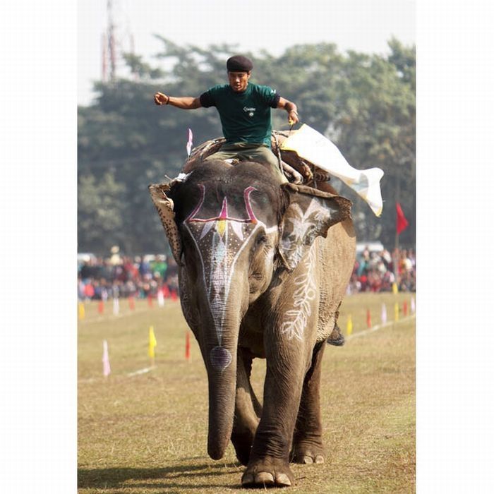 Elephant beauty pageant, Chitwan district, Nepal