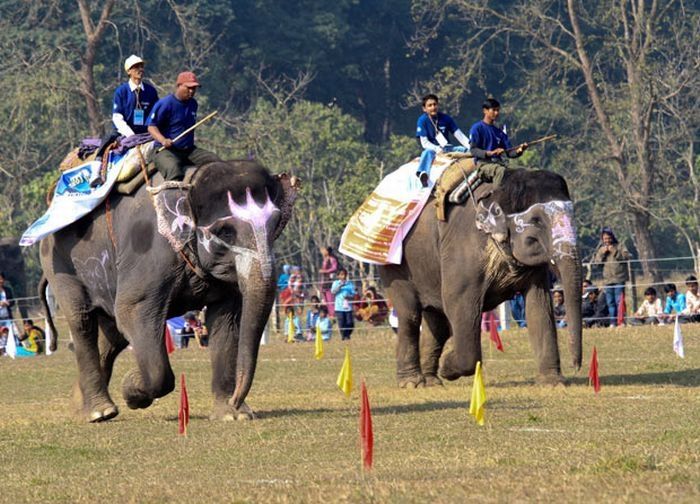 Elephant beauty pageant, Chitwan district, Nepal