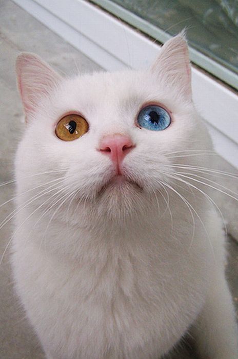 cat with heterochromia