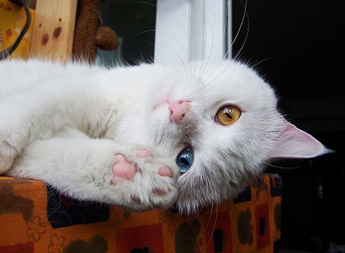 cat with heterochromia