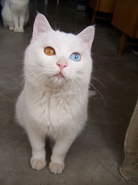 cat with heterochromia