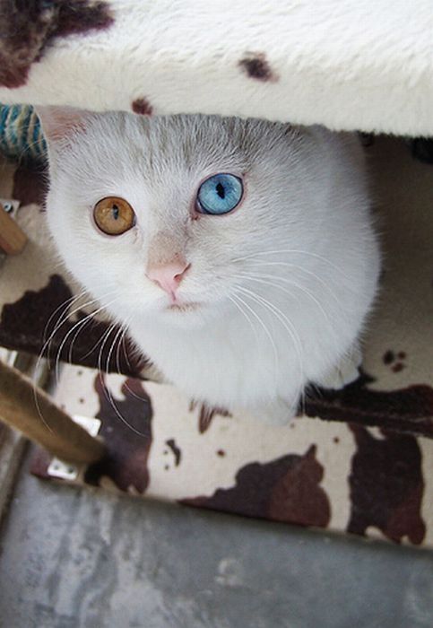 cat with heterochromia