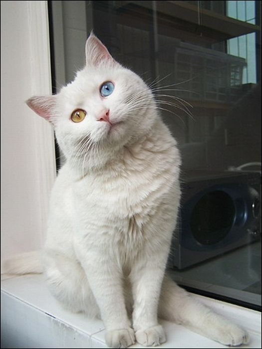 cat with heterochromia