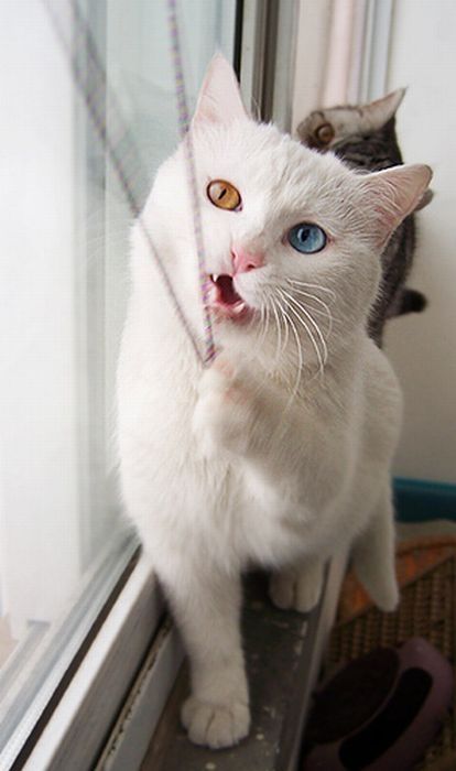 cat with heterochromia