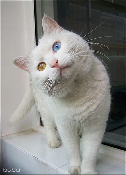 cat with heterochromia