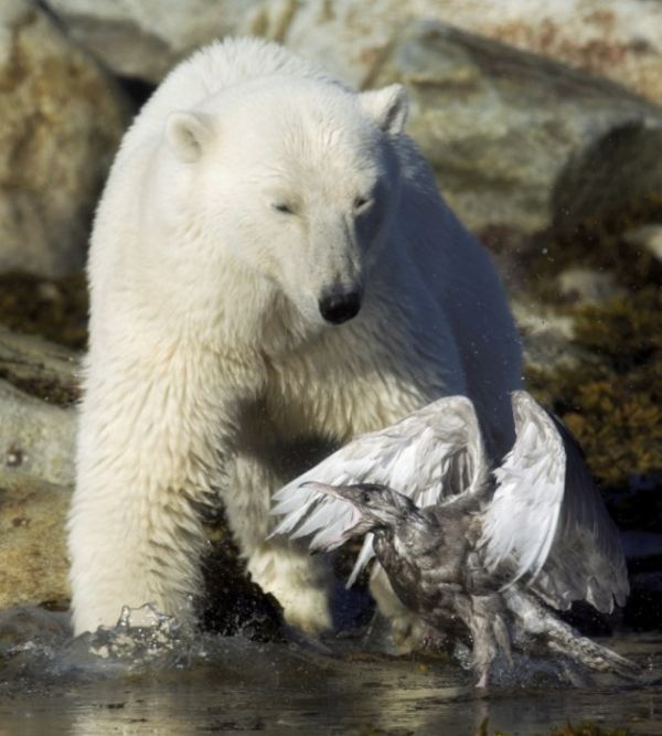 polar bear against seagull