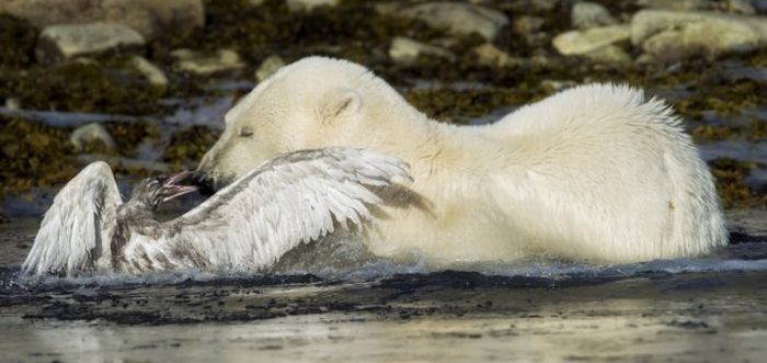 polar bear against seagull