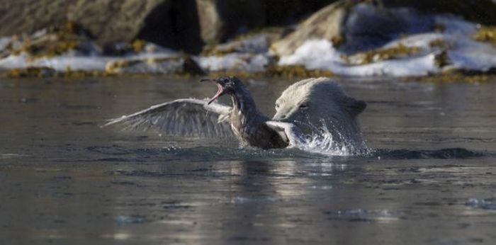 polar bear against seagull