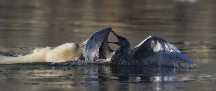 polar bear against seagull