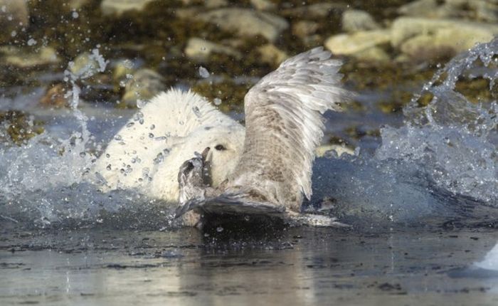 polar bear against seagull