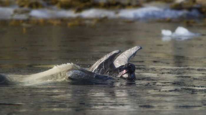 polar bear against seagull