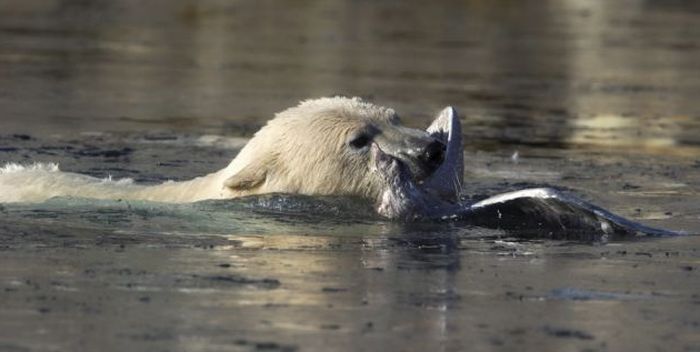 polar bear against seagull