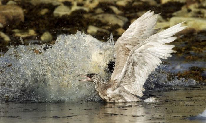 polar bear against seagull