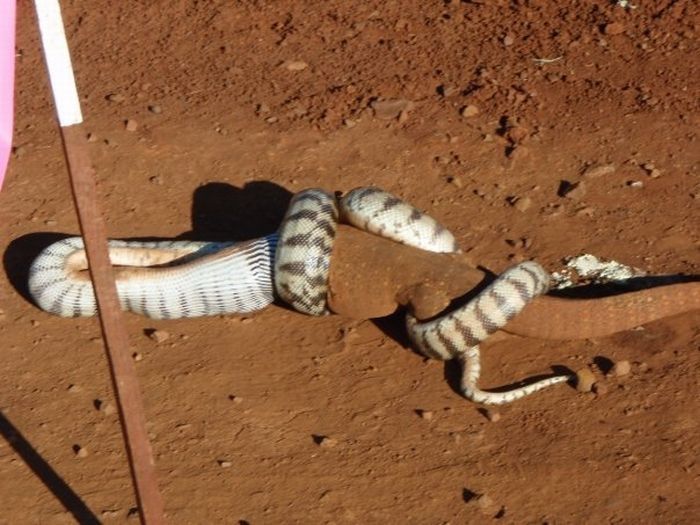 snake eats a lizard