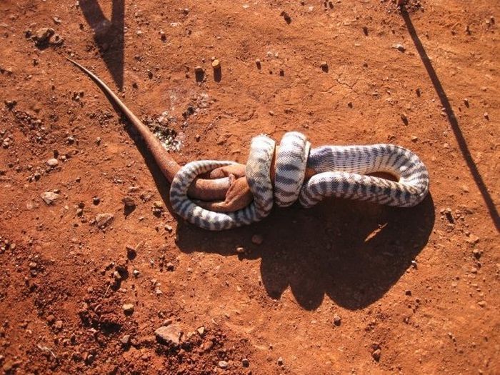 snake eats a lizard