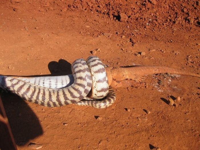 snake eats a lizard