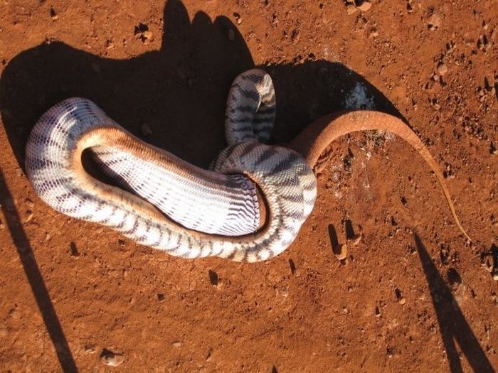 snake eats a lizard